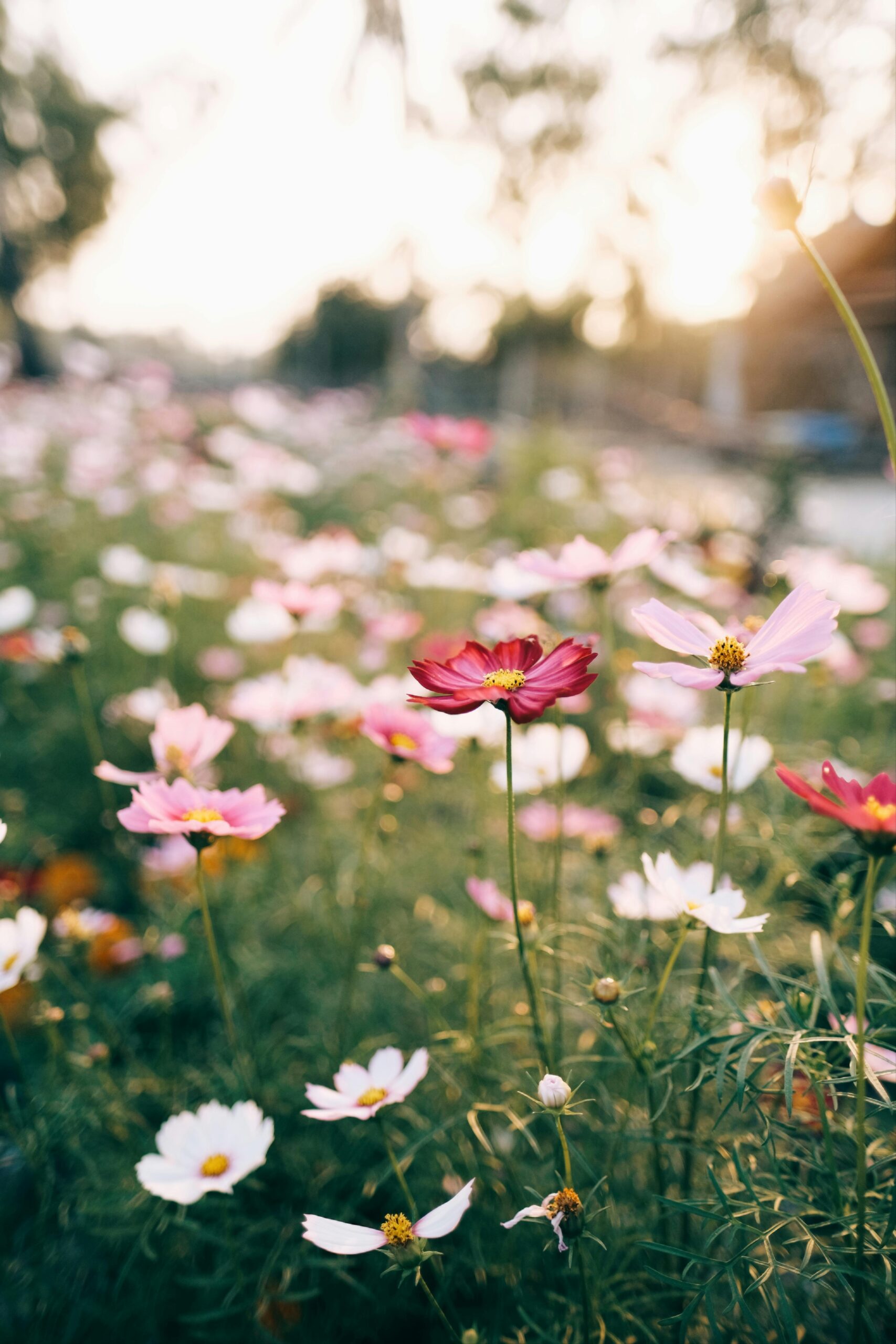 pexels lethangmr 6587283