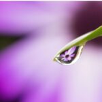 dewdrop